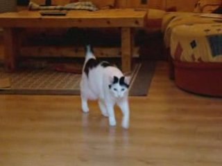 Les Aventures de Lily le Chat - Tome 2