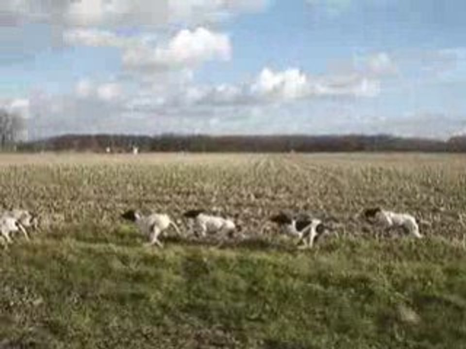 Vidéo chiot rené ayrton 012