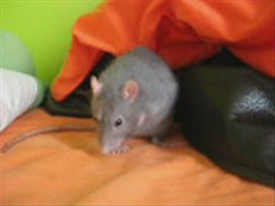 Pixie & Choups 22.02.09