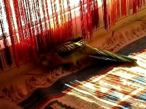 Angel fait des roulades