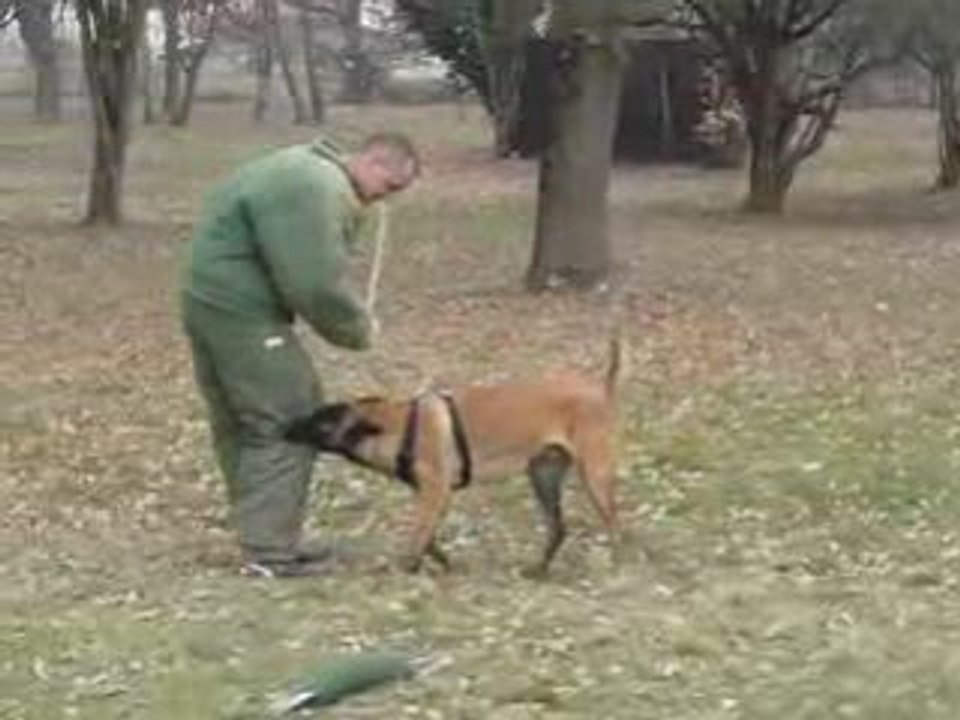 Mordant "campagne"chiot 7 mois malou 22.02.09