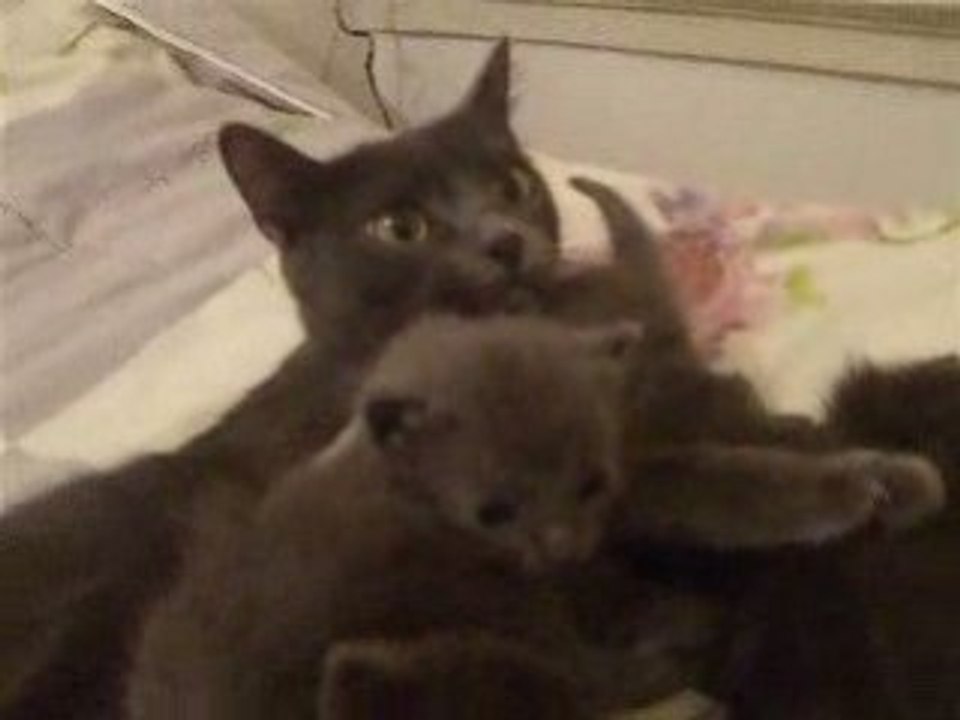 Russian blue