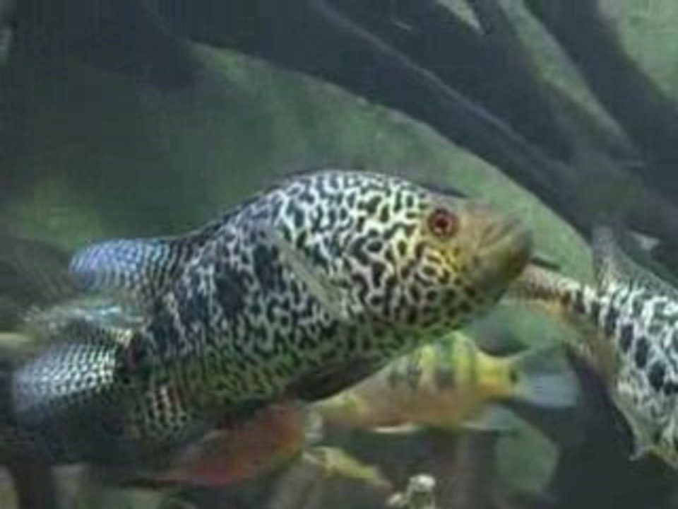 Parachromis managuensis 2