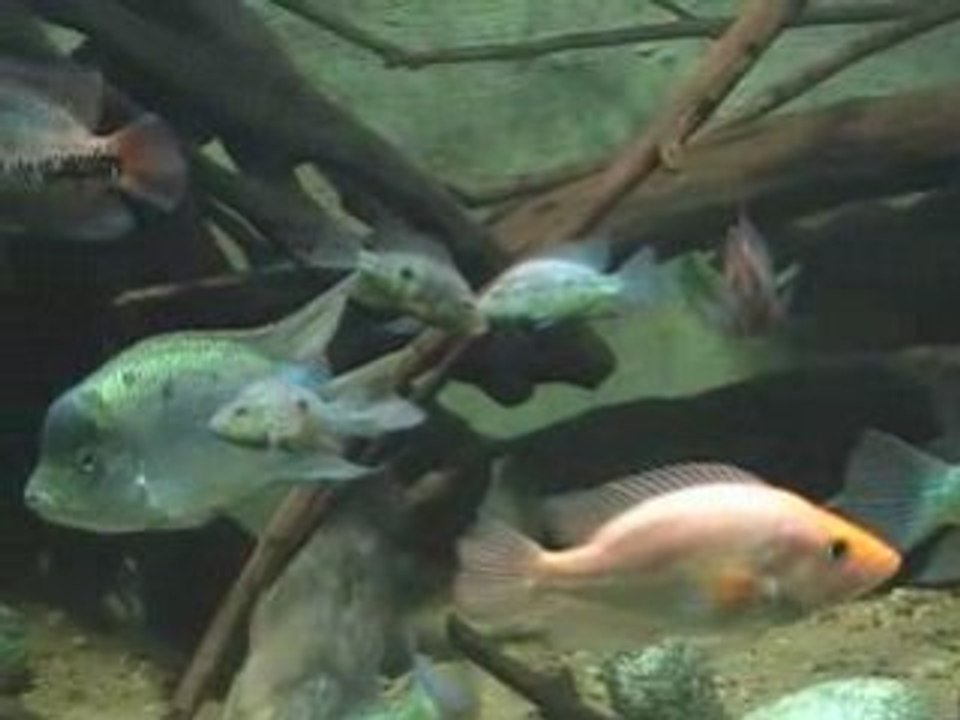 Amphilophus rostratus