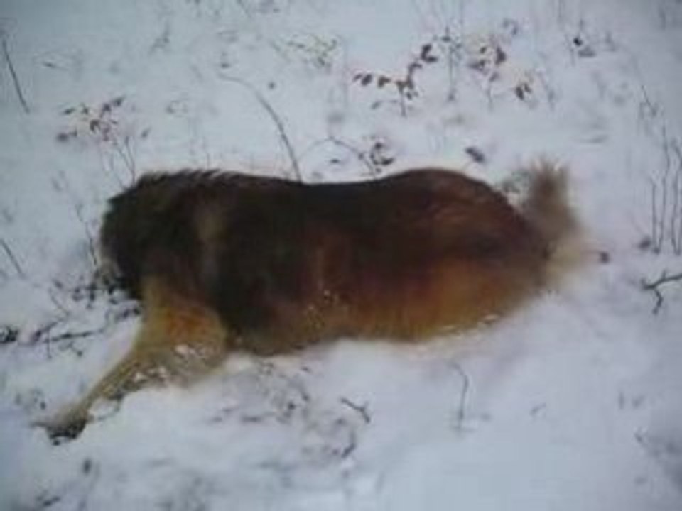 eclair dans la neige