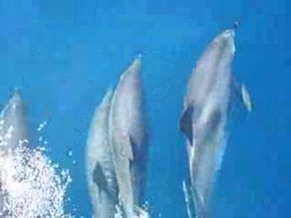 Dauphins - Mer des Sargasses