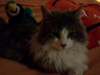 ESPOIR Notre gros matou