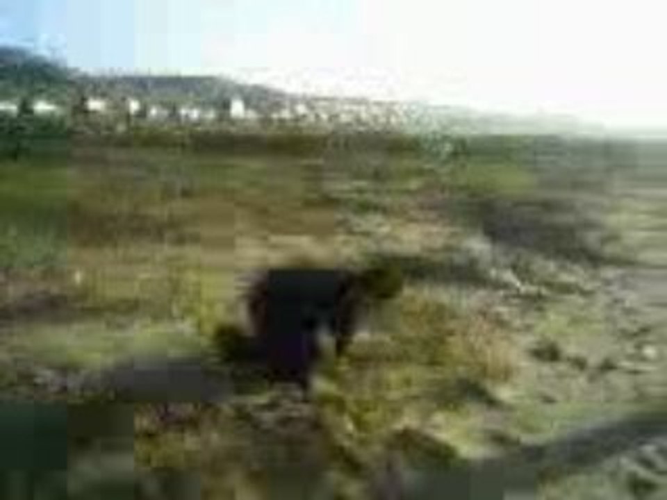 mohsine