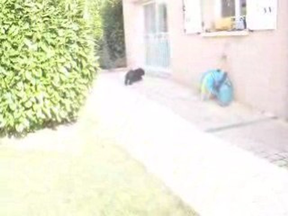 Chipie qui joue