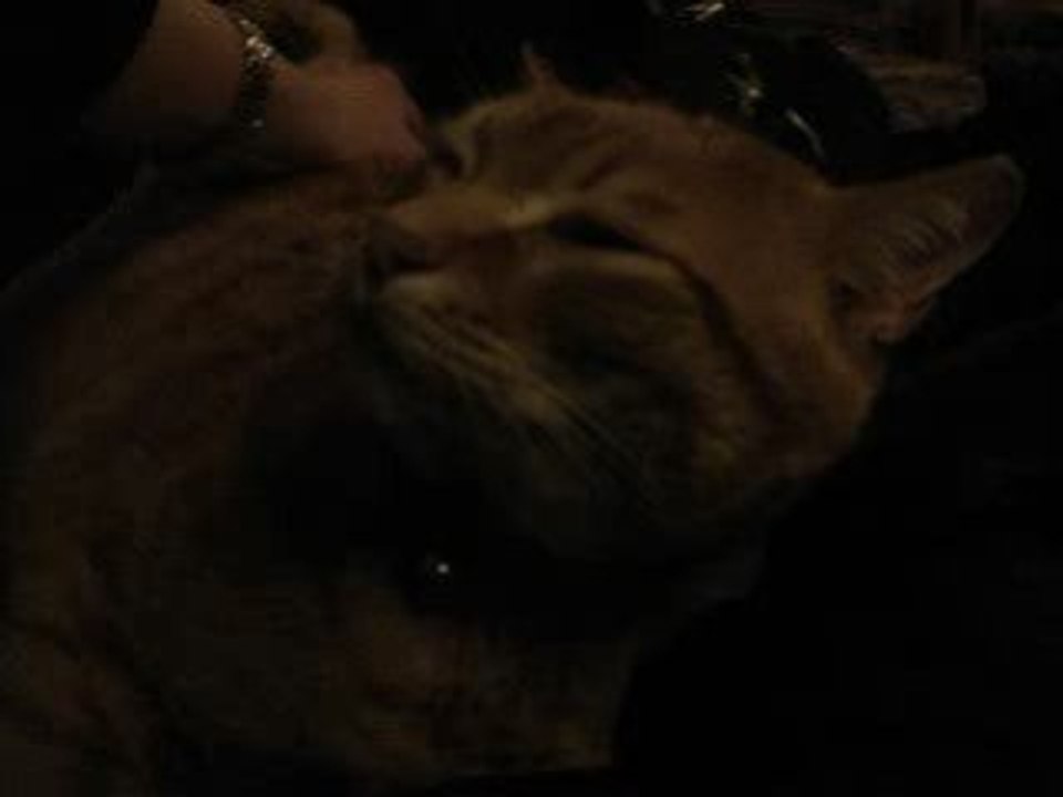 Mima da Italian Cat