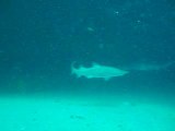 Grey Nurse Sharks scuba diving