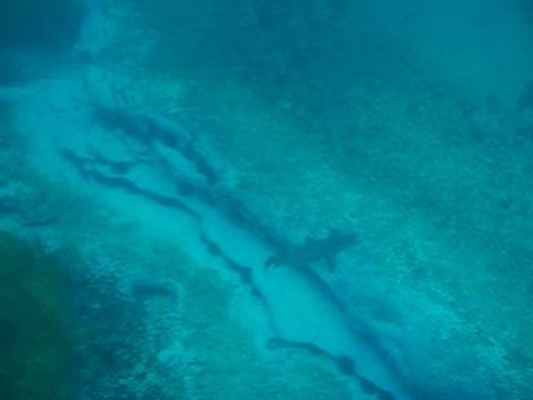 Grey Nurse Sharks scuba diving 2