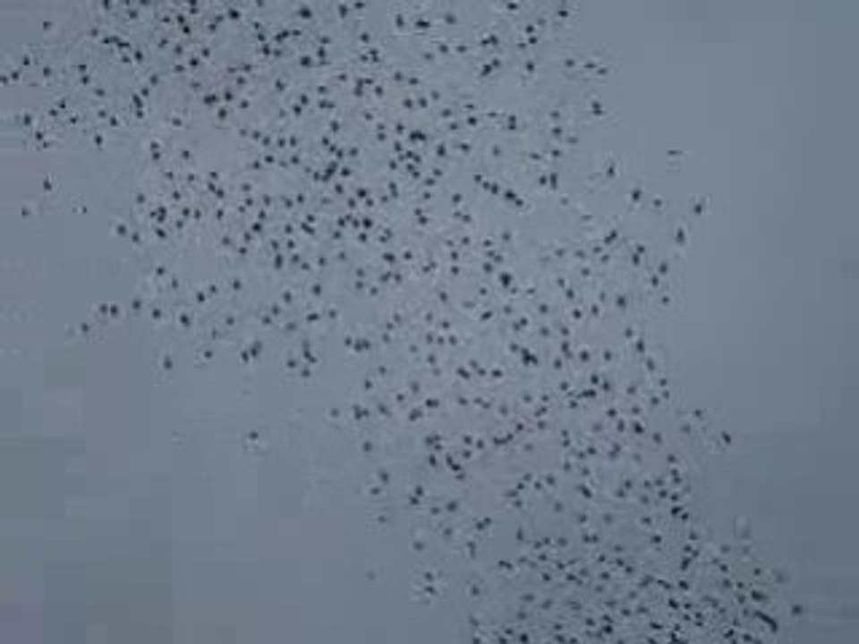 Jaseur boreal (groupe en vol)