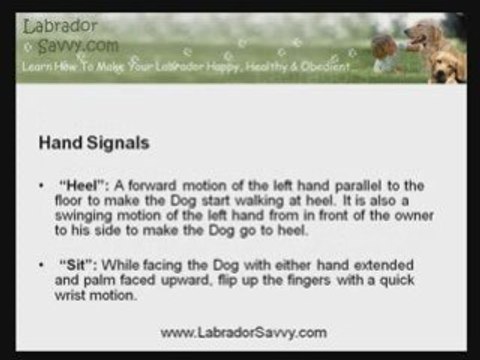 Training Labradors To Understand The Six Common Hand Signals