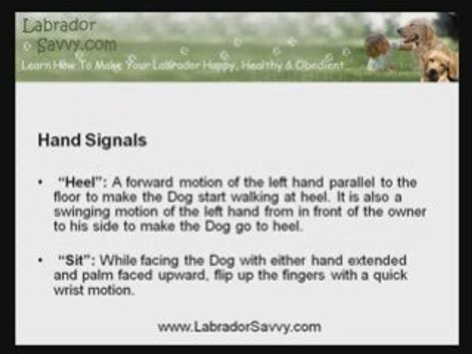 Training Labradors To Understand The Six Common Hand Signals