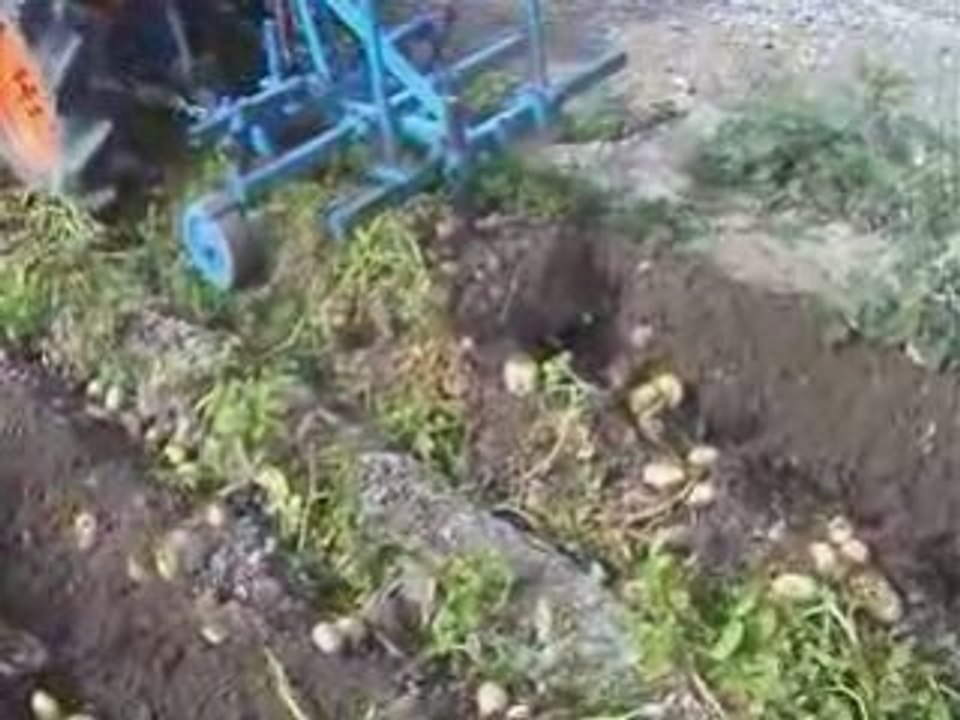 Souleveuse de pommes de terre sur micro tracteur