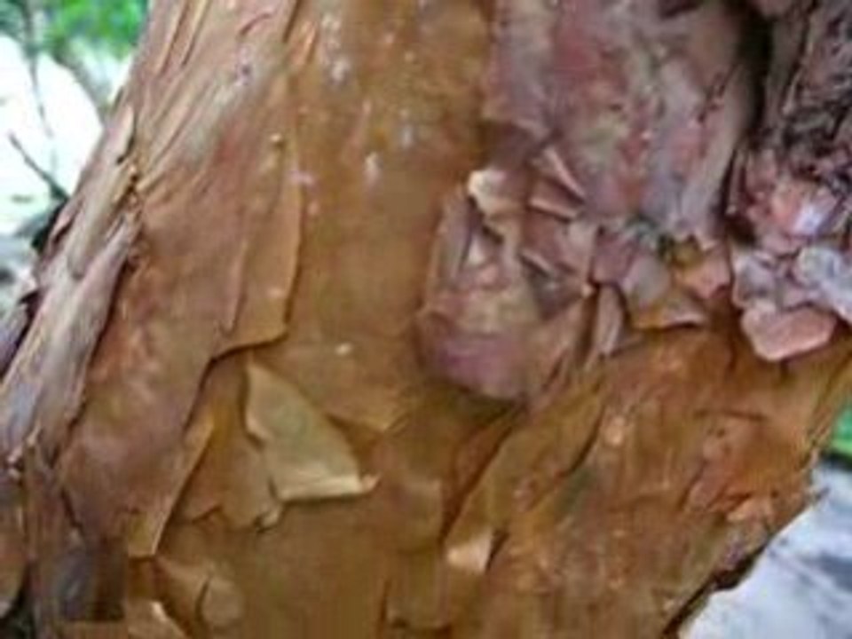 L'arbre à papier - Amérique du sud - Pérou