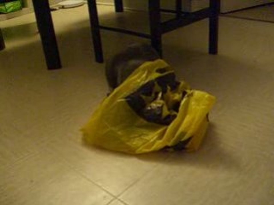 tigrou et son sac plastique