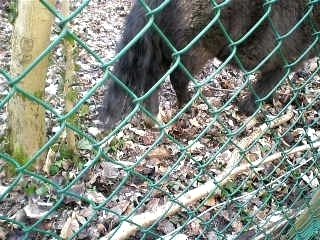 amitié chevaux Little Fly