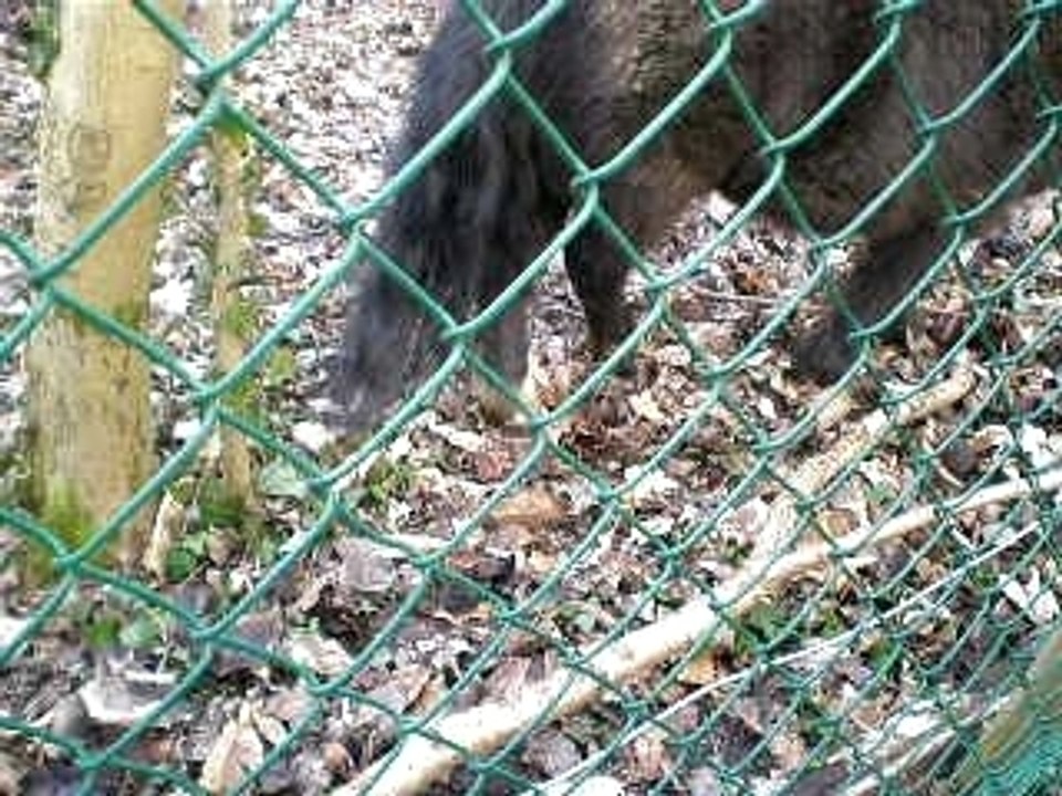 amitié chevaux Little Fly