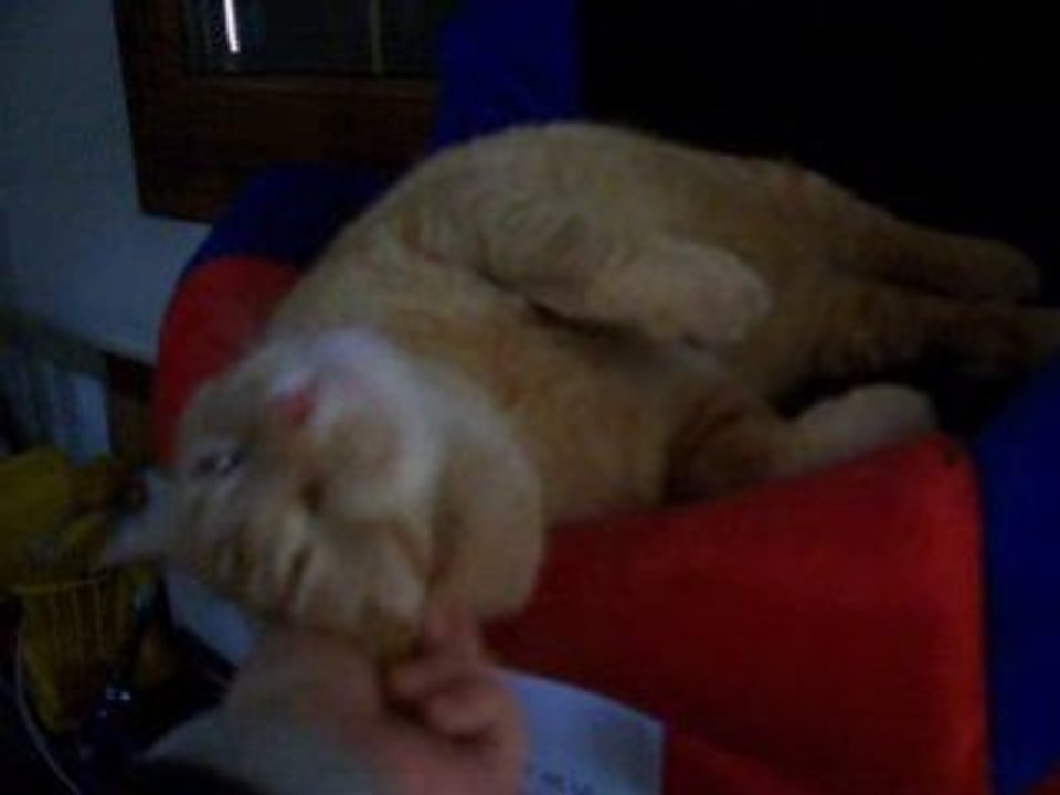 Tigrou fev 2009 gros calin