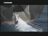Ecologie, Japonais et chasse à la Baleine, choquant