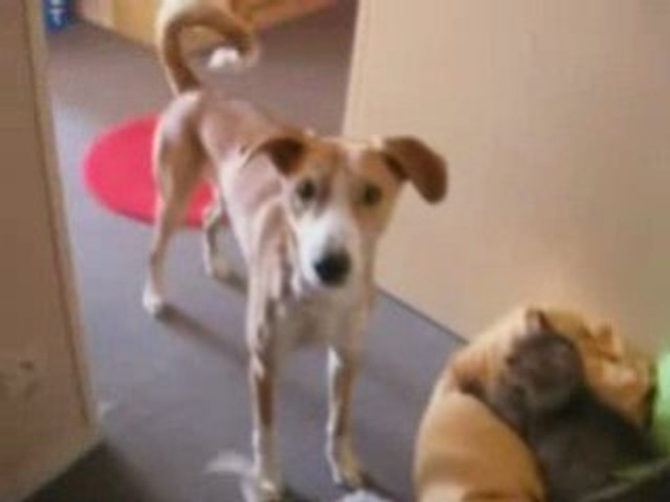 Dakota, 2 mois et trois semaines