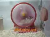 Hamster-andele