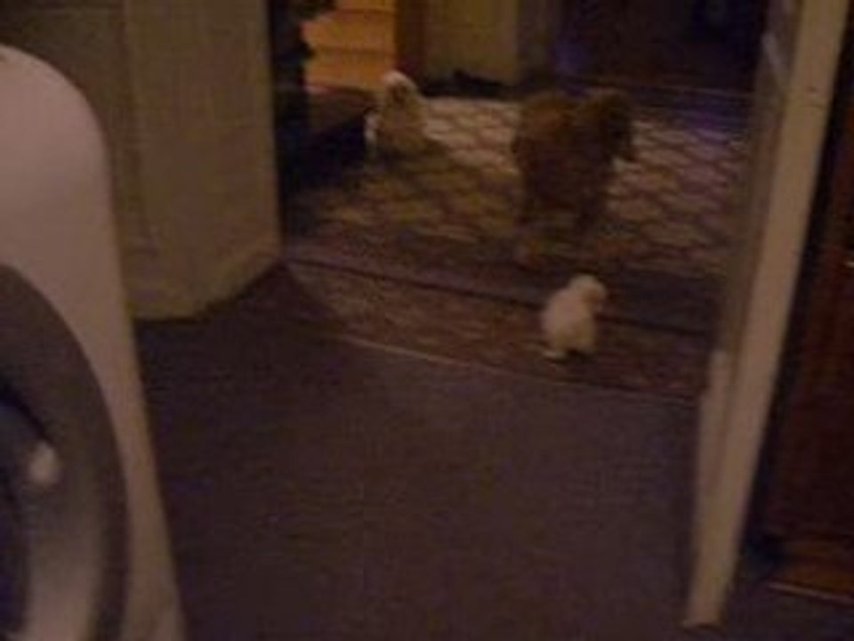 S1054490 un coker   attaquer pas un bichon