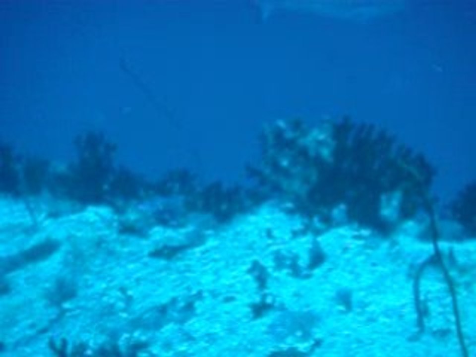 Requins Gris Maldives