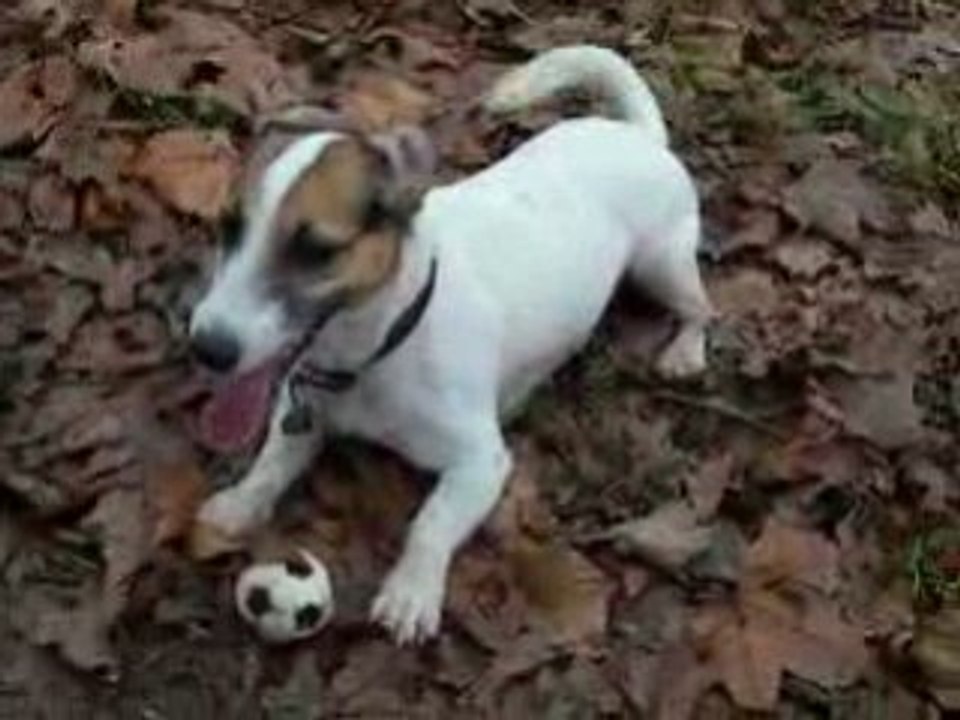 Lancers de balle- fevrier 2009 037