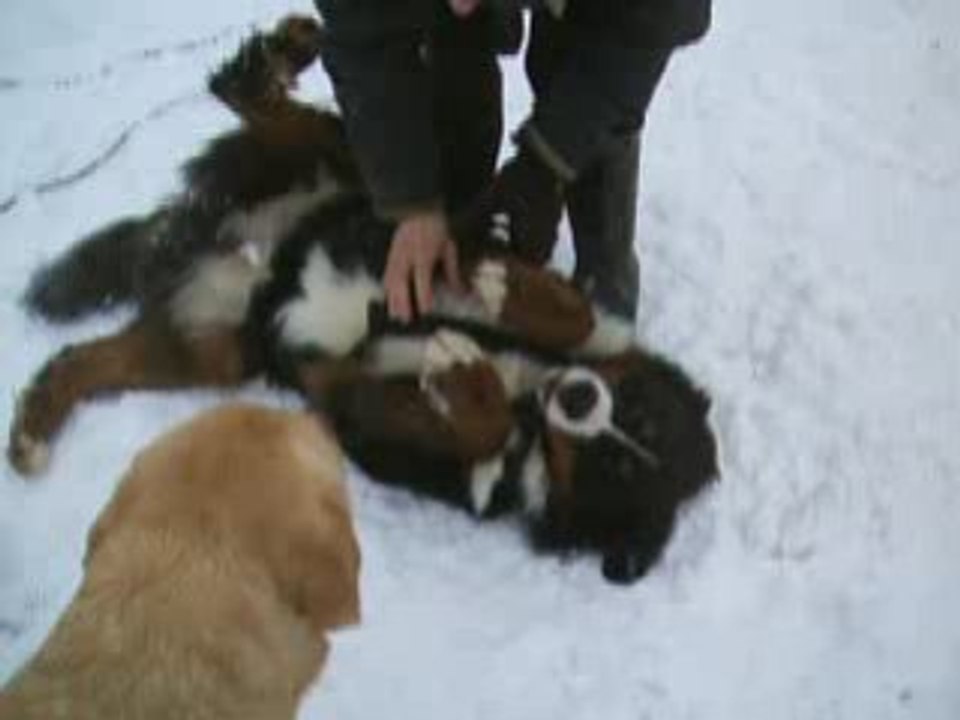 neige de février5