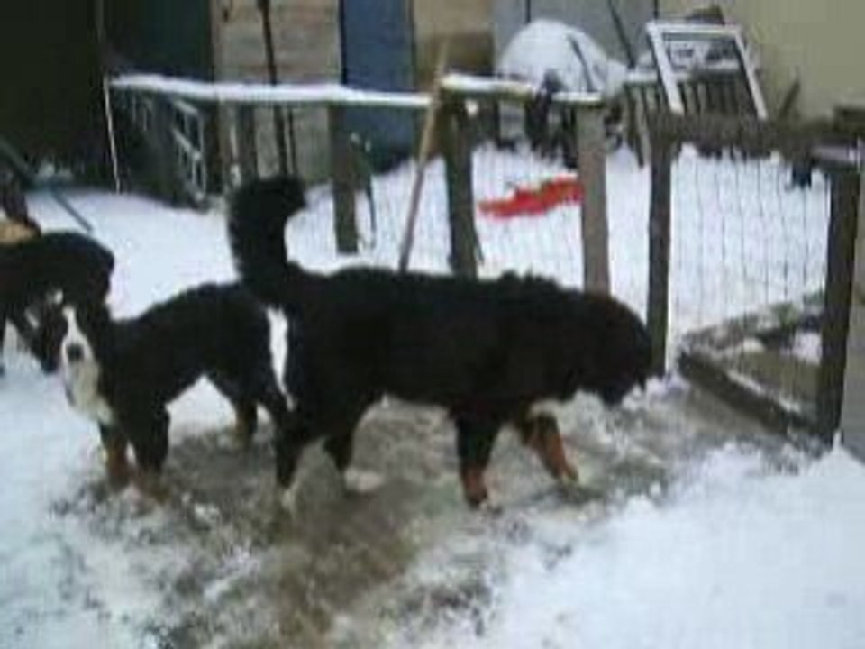 neige de février9