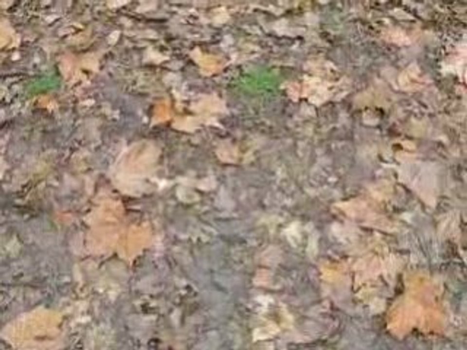 Lancers de balle- fevrier 2009 043