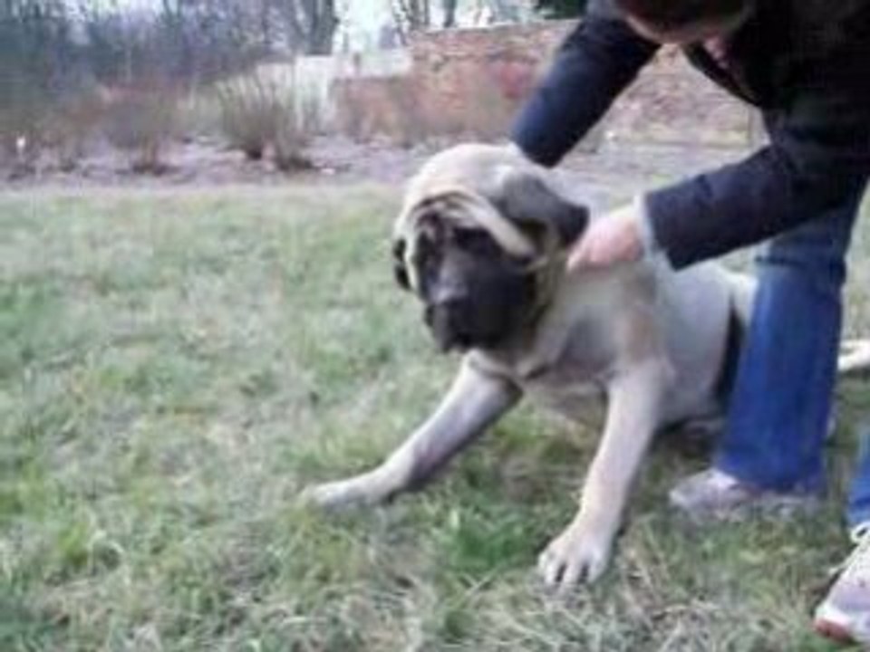 WHITITERA MASTIFFS : Rugby 10 mois