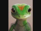 Gecko takes a picture of himself every day for two years