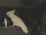 Snowball - Our Dancing Cockatoo, with a Gecko