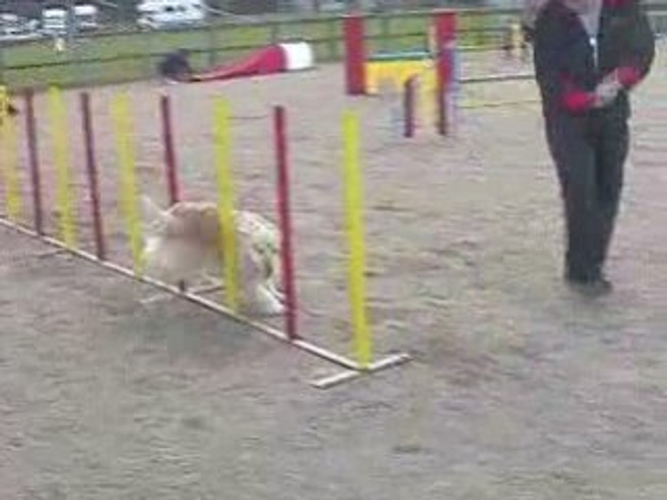 Salsa Open Agility Dagneux 16/03/2008