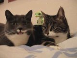 The two talking cats, plus Gecko