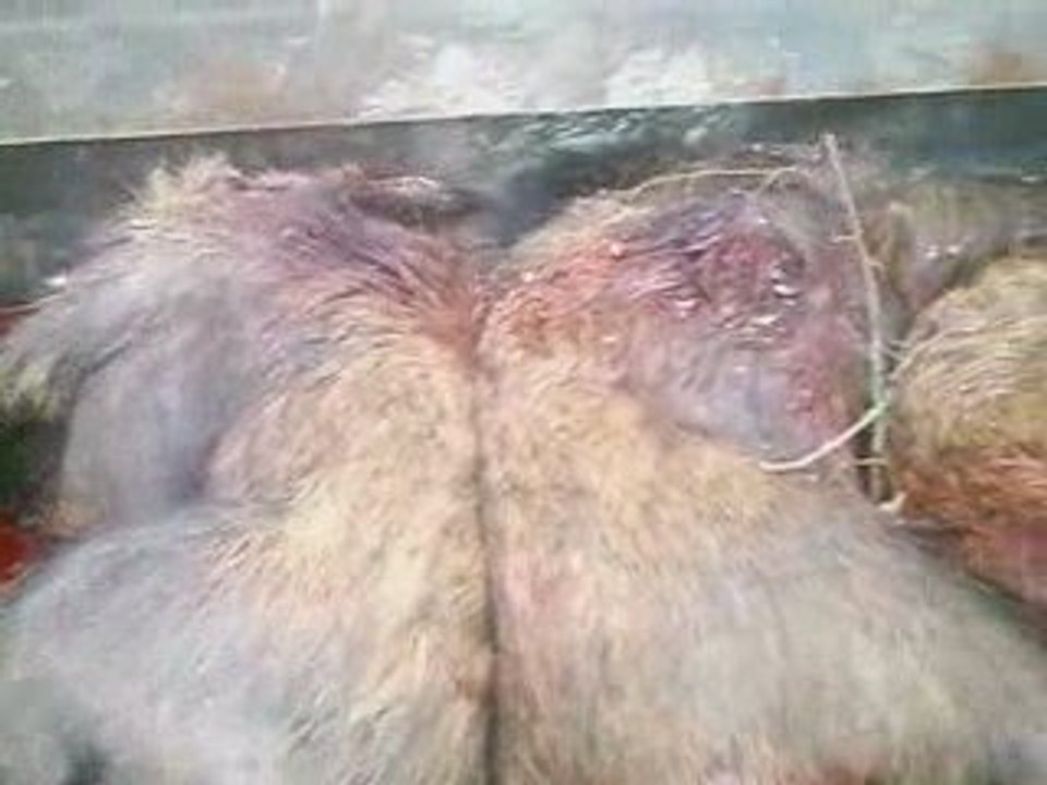 Fermeture saison 2008/2009 en Champagne Ardenne