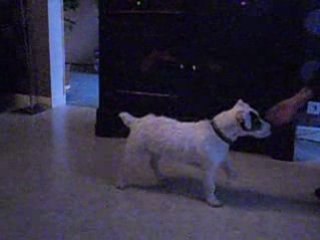 Dressage Jack Russell