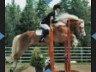 Le Haflinger, beauté à l'état pur !