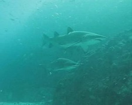 South West Rocks and North Solitary Islands diving trip