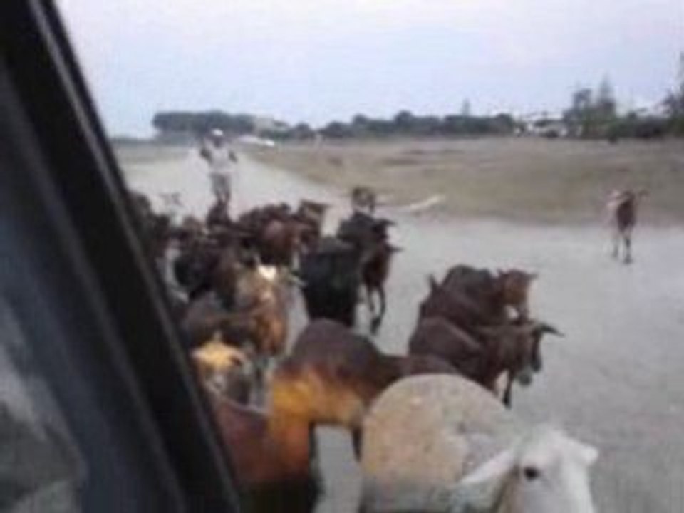 ne Herde voller Ziegen in Frankreich ´05