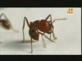 Hormigas: Comunicacion quimica (Feromonas)