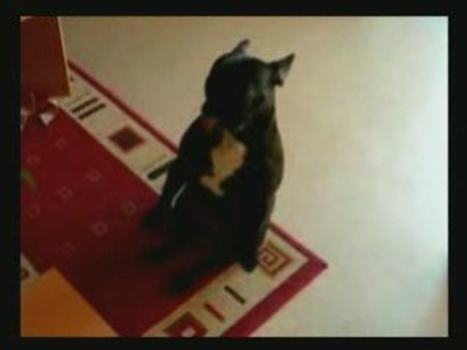 Uma chienne.avi