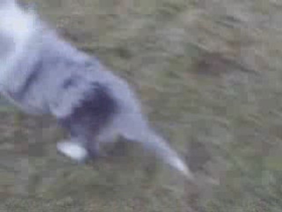 Video denver_0001