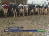 L'électricité produite par les vaches