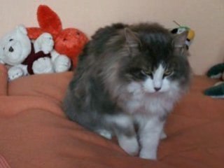 Espoir Notre gros matou