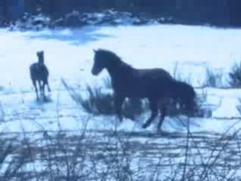 grand galop ds le pré